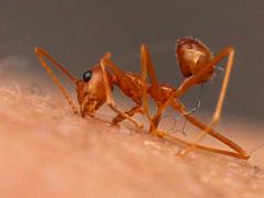 (Weaver Ant) biting