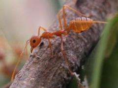 (Weaver Ant) lateral