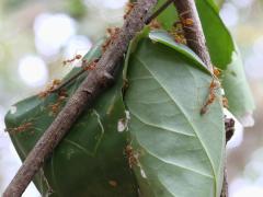 (Weaver Ant) nest