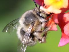 (Crinipes Digger Bee) male lateral