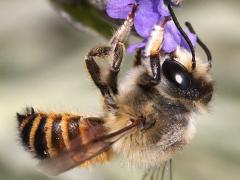 (Leafcutter Bee) lateral