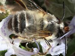 (Common Digger Bee) dorsal