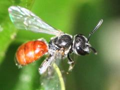 (Pseudosphecodimorphum Sweat Bee) dorsal