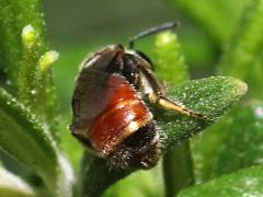 (Pseudosphecodimorphum Sweat Bee) dorsal