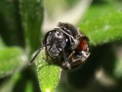 (Pseudosphecodimorphum Sweat Bee) face