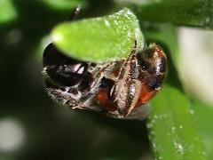 (Pseudosphecodimorphum Sweat Bee) lateral