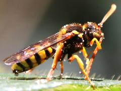 (Nomad Bee) grooming