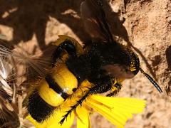 (Hairy Scoliid Wasp) dorsal