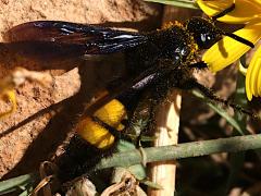 (Hairy Scoliid Wasp) lateral