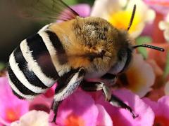 (Four-striped Digger Bee) dorsal