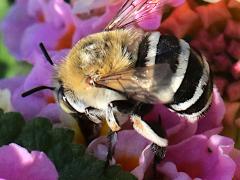 (Four-striped Digger Bee) rear