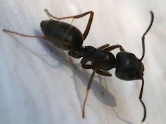 (Tapinoma Odorous Ant) dorsal