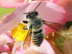 (Leafcutter Bee) dorsal