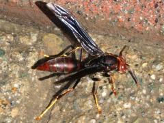 (Aphanilopterus Paper Wasp) lateral