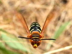 (Eastern Cicada Killer) male hovering face