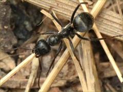 (Silky Field Ant) dorsal