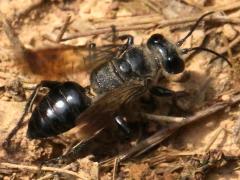 (Astata Digger Wasp) female