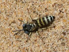 (Monodonta Sand Wasp) female