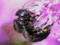 (Horse-fly Carpenter Bee) orpifex female lateral