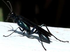 (Common Blue Mud-dauber Wasp) lateral