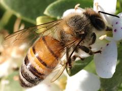 (European Honey Bee) lateral