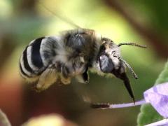 (Urbane Digger Bee) hovering