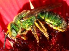 (Subtilior Striped Sweat Bee) female profile