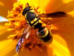 (Hidalgo Mason Wasp) dorsal