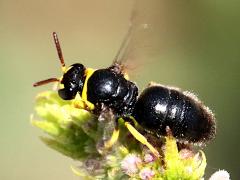 (Yellow-collared Masked Bee) profile