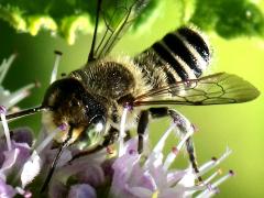 (Leafcutter Bee) back