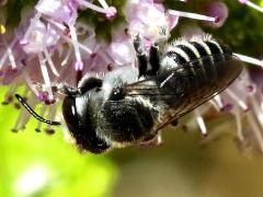 (Leafcutter Bee) crawling