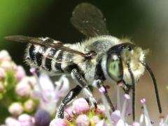 (Leafcutter Bee) head