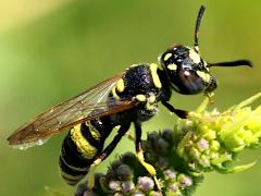 (Hump-backed Beewolf) lateral