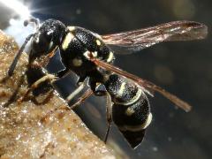 (Minimoferus Potter Wasp) profile