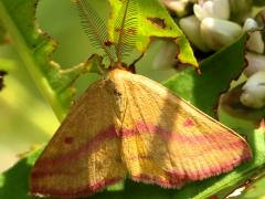 Chickweed Moth male on Pennsylvania Knotweed