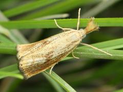 (Feather Duster Moth) upperside