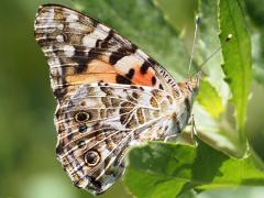 (Painted Lady) underside