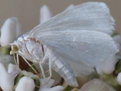 (Lesser Maple Spanworm Moth) female lateral