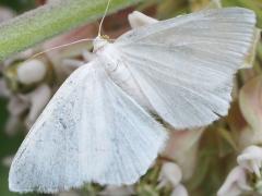 (Lesser Maple Spanworm Moth) female upperside