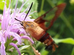 (Hummingbird Clearwing) hovers