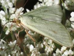 (Carrot Seed Moth) lateral