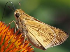 (Fiery Skipper) female left