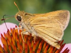 (Crossline Skipper) underside