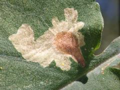 Narrow Bucculatrix Moth trumpet mine on Drummond's Aster