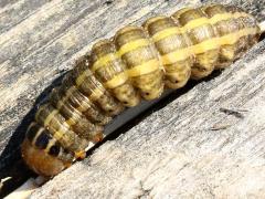 (Bronzed Cutworm) dorsal