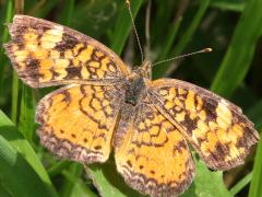 (Pearl Crescent) male upperside