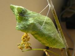 Black Swallowtail pupa on Common Cowparsnip