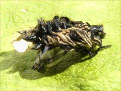 (Monarch) molted exuvia head capsule