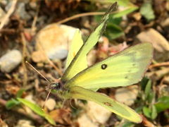 (Clouded Sulphur) female flying