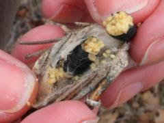 (Evergreen Bagworm) female eggs Marta